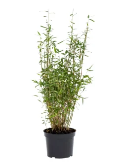 Planter & Blomster*Bambus 'Rufa/Simba' 23 cm potte