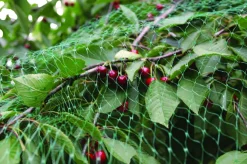 Garden® Fugle- & Insektnet*Fuglenet 2 x 5 meter -
