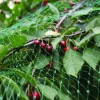 Garden® Fugle- & Insektnet*Fuglenet 8 x 8 meter -