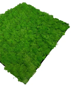 Jangal Grønne Vægpaneler|Akustikpaneler & Tilbehør*Modular Wall mospanel 52 x 52 cm - Rich Green Rich Green Moss
