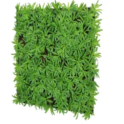Jangal Grønne Vægpaneler|Akustikpaneler & Tilbehør*Modular Wall plantepanel 52 x 52 cm - Podocarpus Tea Tree