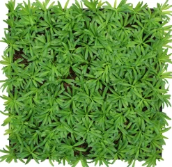 Jangal Grønne Vægpaneler|Akustikpaneler & Tilbehør*Modular Wall plantepanel 52 x 52 cm - Podocarpus Tea Tree