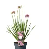 Planter & Blomster*Prydløg Allium 17 cm